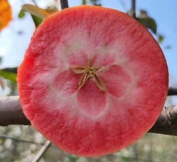 红心苹果-红色之爱