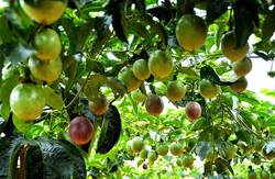 百香果园除草有几种方法？