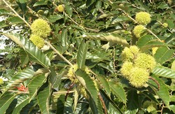 适合板栗生长的环境条件