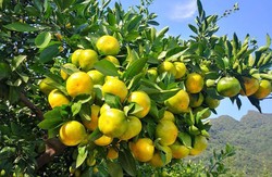 宜昌桔子的种类有哪些？宜昌桔子的种植方法