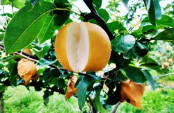 秋月梨梨中巨无霸，秋月梨苗详细介绍以及种植方法