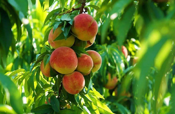 4b42a852abc943a51ad0f87d667a9dbd