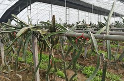 火龙果种子怎么育苗成活率高？育苗的方法有哪些？