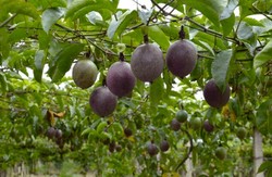 小型水果树有哪些？适合小地方种植的水果树