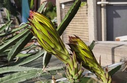 火龙果挂果期需补哪种肥料？