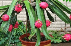 火龙果盆栽能成活吗？火龙果盆栽几年能结果？